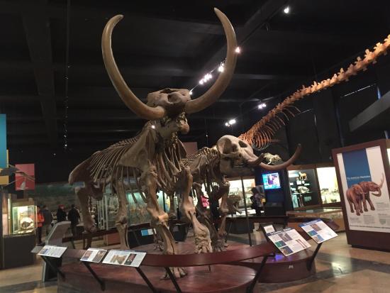 University of Michigan Museum of Natural History